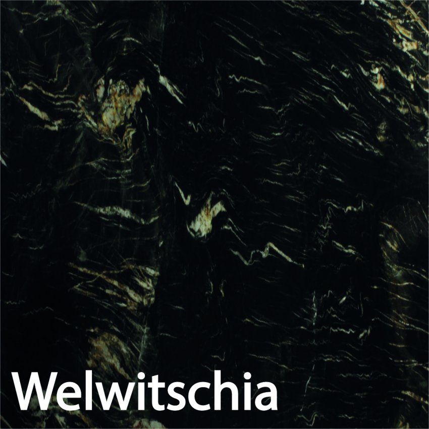 Welwitschia